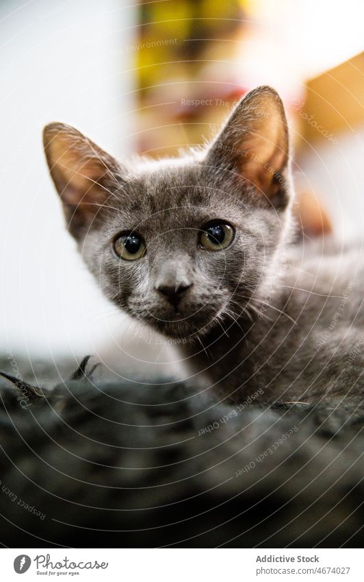 Cute Russian blue kitten on black surface cat russian blue pet animal feline rest mammal specie creature domestic adorable gray small fluff together kitty