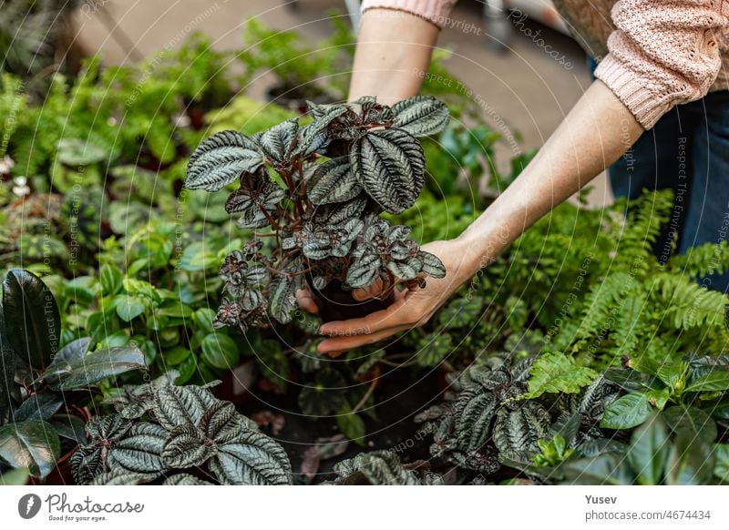 Human hands hold plants in a pot. Finding and buying plants for home gardening. Unrecognizable woman with potted plant. Hobby concept. Soft focus human elegance