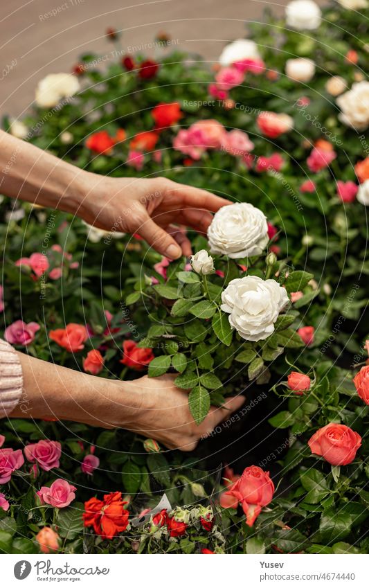 Human hands hold garden roses in a pot. Finding and buying plants for home gardening in in Garden center. Unrecognizable woman with potted plant. Hobby concept. Soft focus