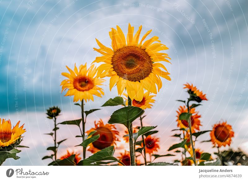 blooming sunflowers on a field in the sunset Sunflowers Sunflower field from bottom to top Sky Yellow blossom Blossoming luminescent Bright Colours variegated
