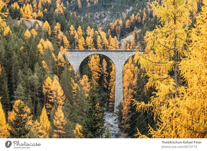 Railroad bridge in forest Rhatian trains Grisons Switzerland Bridge Railway bridge Engadine Swiss Alps Tourism Mountain Autumn skylarks