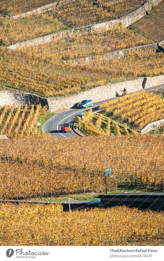 Road between vineyards in autumn vines rebberg Wine growing Autumn Street car Yellow yellowish brown Vine Nature Exterior shot Agriculture Vineyard Landscape