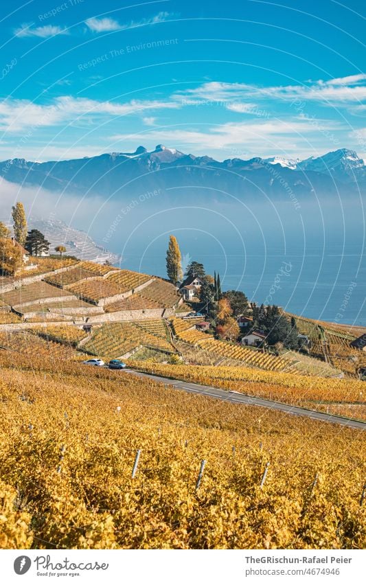 Vineyard in autumn with mountains and lake in background vines rebberg Wine growing Autumn Street car Yellow yellowish brown Nature Exterior shot Agriculture