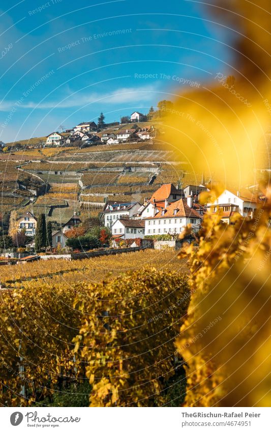 Vineyard in autumn with houses in background vines rebberg Wine growing Autumn Yellow yellowish brown Nature Exterior shot Agriculture Landscape