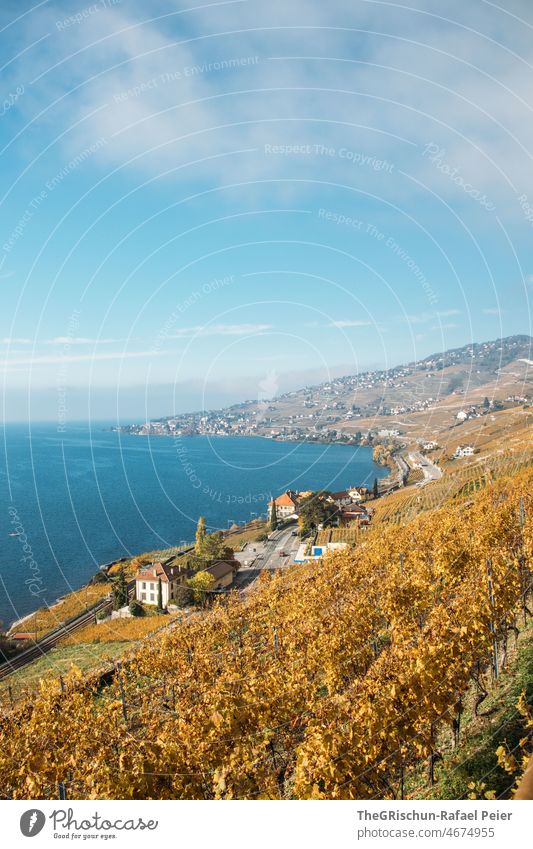 Vineyard in autumn on Lake Geneva vines rebberg Wine growing Autumn Street car Yellow yellowish brown Nature Exterior shot Agriculture Landscape houses