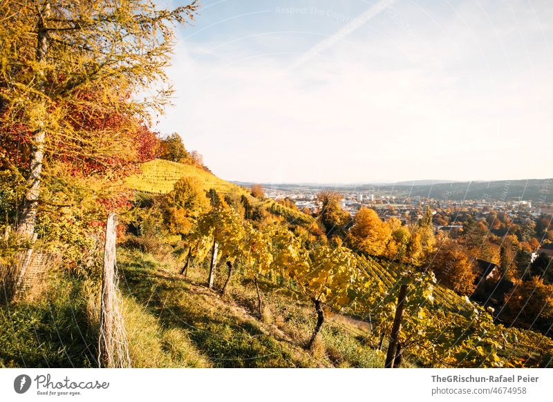 Vineyard before city vines rebberg Wine growing Autumn Yellow yellowish brown Nature Exterior shot Agriculture Landscape House (Residential Structure) houses