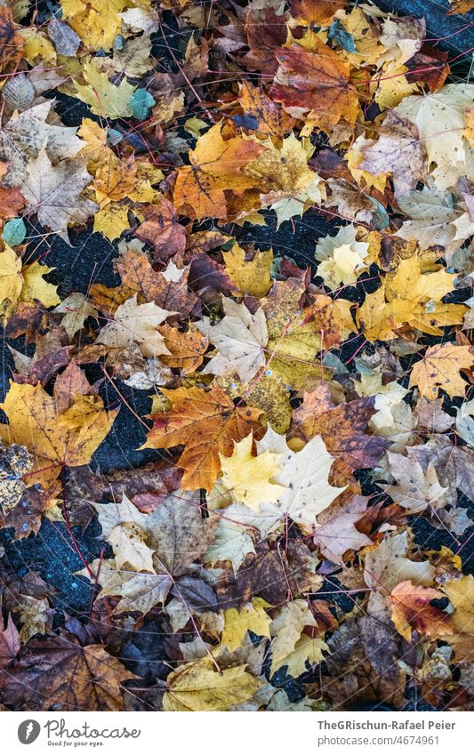 Colorful leaves in autumn Autumn variegated Brown Yellow Autumnal Nature Autumn leaves Leaf foliage