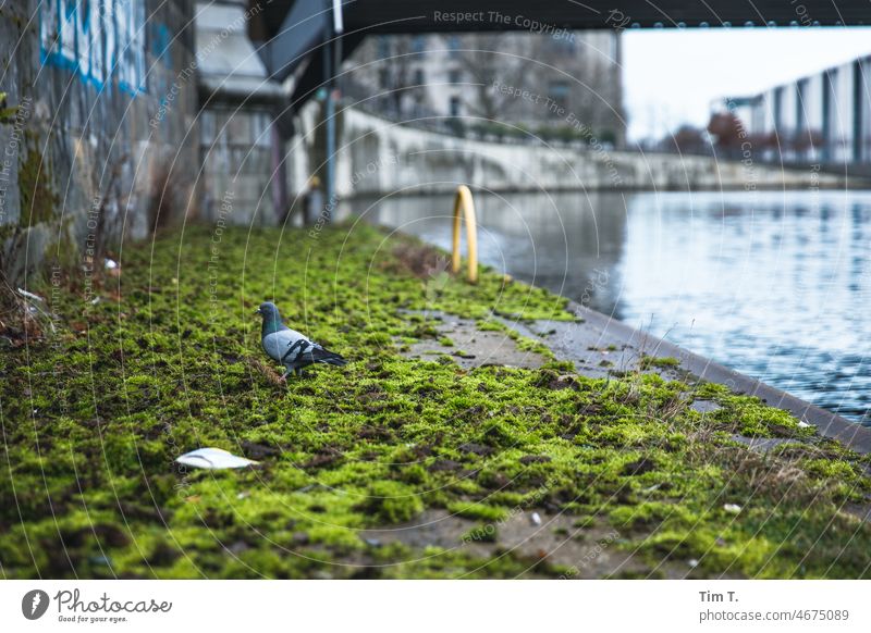a pigeon sits in the mossy bank of the river Spree Berlin Pigeon bird Capital city Exterior shot Deserted Town Downtown Berlin Colour photo Germany Architecture