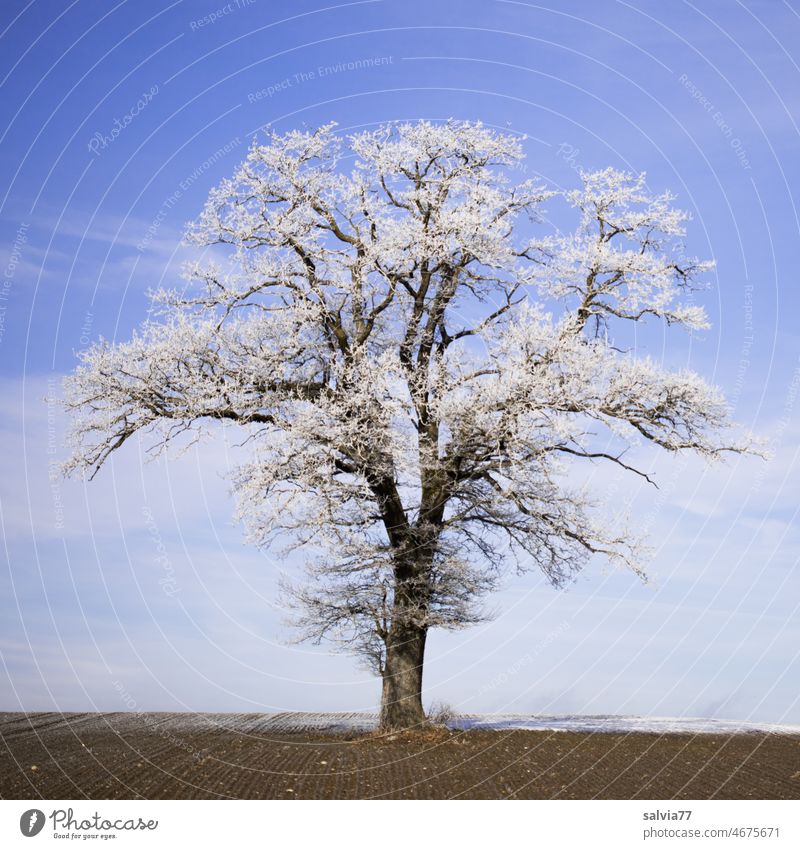 solitary oak tree in winter dress Tree Hoar frost Oak tree Blue sky Frost Winter Frozen Winter mood Cold Freeze chill Plant Nature Winter's day Weather Deserted