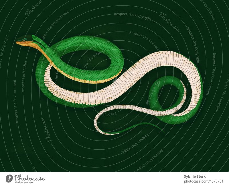 Serpent serpent snake grass snake green scales reptile emerald entwined