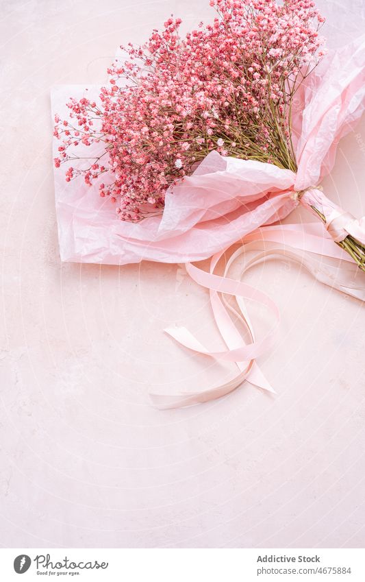 Pink Gypsophila flowers in paper wrapping gypsophila bouquet floral plant pink botanic present blossom fresh bunch room delicate tender stalk colorful