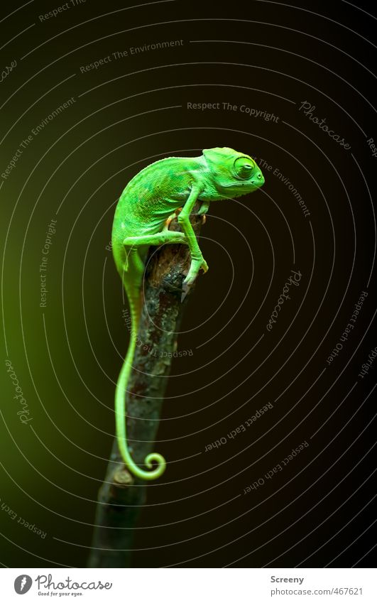 sentinel Nature Animal Chameleon 1 Baby animal To hold on Sit Small Near Above Green Bravery Watchfulness Serene Patient Calm Contentment Testing & Control
