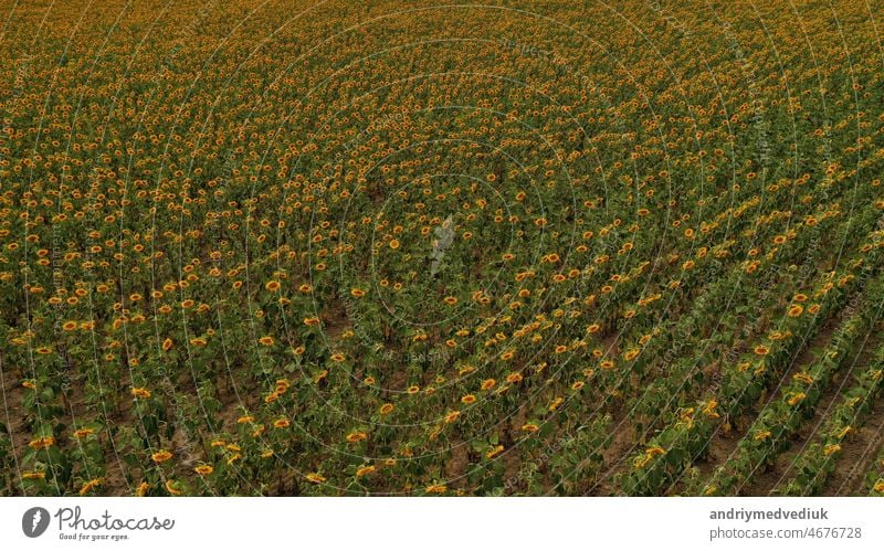 Bright yellow sunflower field in sunlight. Location place of Ukraine, Europe. Photo of ecology concept. Perfect natural wallpaper. Textural image of drone photography. Discover the beauty of earth