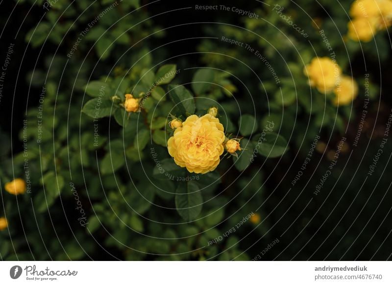 Yellow garden roses pattern close up. Beautiful yellow rose bush up against a natural background in springtime. Floral wallpaper. flower bloom plant closeup