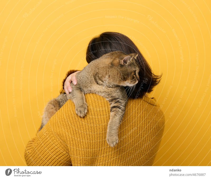 a woman in an orange sweater holds an adult Scottish Straight cat on a yellow background. Love to the animals pet person female holding cute kitten owner fur