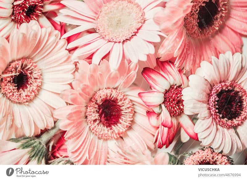 Floral background with close up of pale pink gerbera flowers floral petals beautiful arrangement greeting card top view bloom blooming blossom bouquet closeup