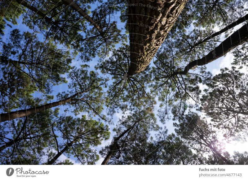 in the pine forest. View of the sky trees Worm's-eye view Forest outdoor conifers Nature Environment Deserted Colour photo Calm Sky Day Exterior shot Tree