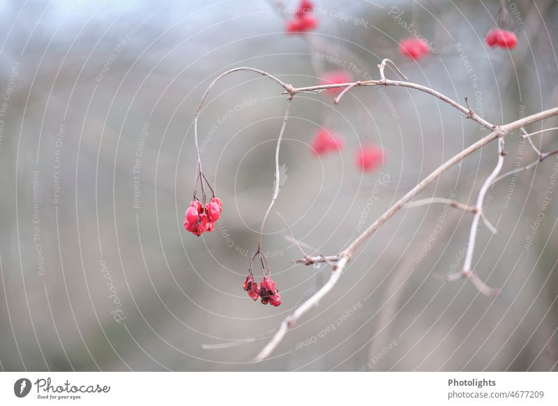 Red berries in winter Berries blurriness Winter Cold Gloomy Nature Exterior shot Colour photo Plant Deserted Frost Close-up Shallow depth of field Day