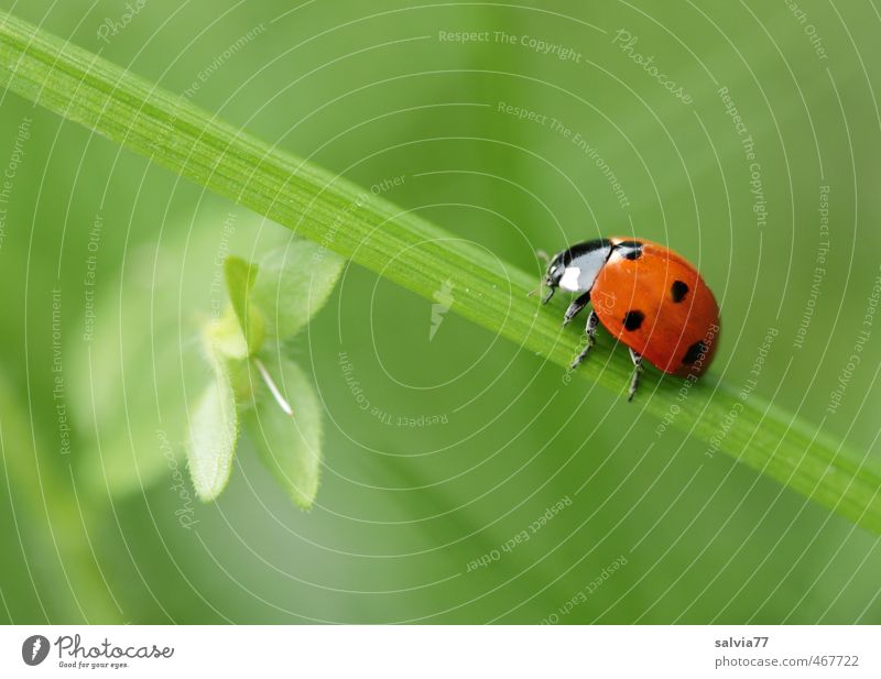 go green Environment Nature Plant Animal Spring Summer Grass Leaf Meadow Wild animal Beetle 1 Crawl Green Red Happy Calm Colour Mobility Past Lanes & trails