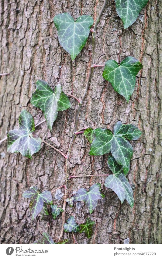 Ivy climbs up tree trunk Climbing vine Tree trunk bark leaves Evergreen Green Brown Gray Nature Plant Leaf Exterior shot Colour photo Tree bark Close-up Detail