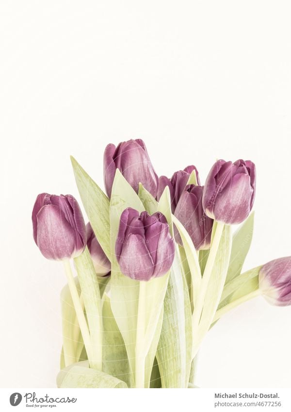 A bouquet of purple tulips in delicate colors Flower Plant Ornamental plant pretty Calm flower schedules calm quiet Green green silent Still Life decoration