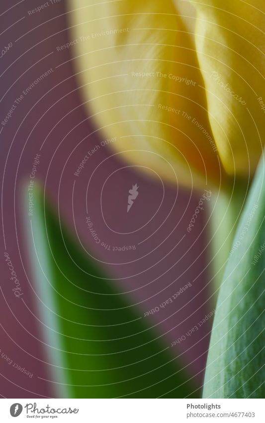 Yellow tulip with a lot of blur Tulip yellow tulip view Spring Single Holiday season romantic Romance Blossom leave Nature Flower Plant pretty Close-up Green