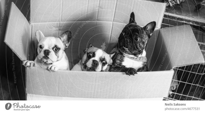 family in cardboard box animal frenchie bulldog puppy portrait face expression mood aspect mode monochrome black and white crazy joy friends playmate funny