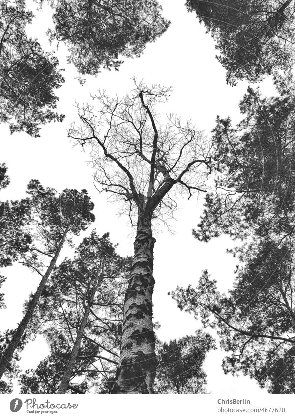 View upwards into the treetops Upward trees Nature Exterior shot Forest Tree Sky Landscape Deserted Autumn Birch tree Jawbone Black & white photo Plant