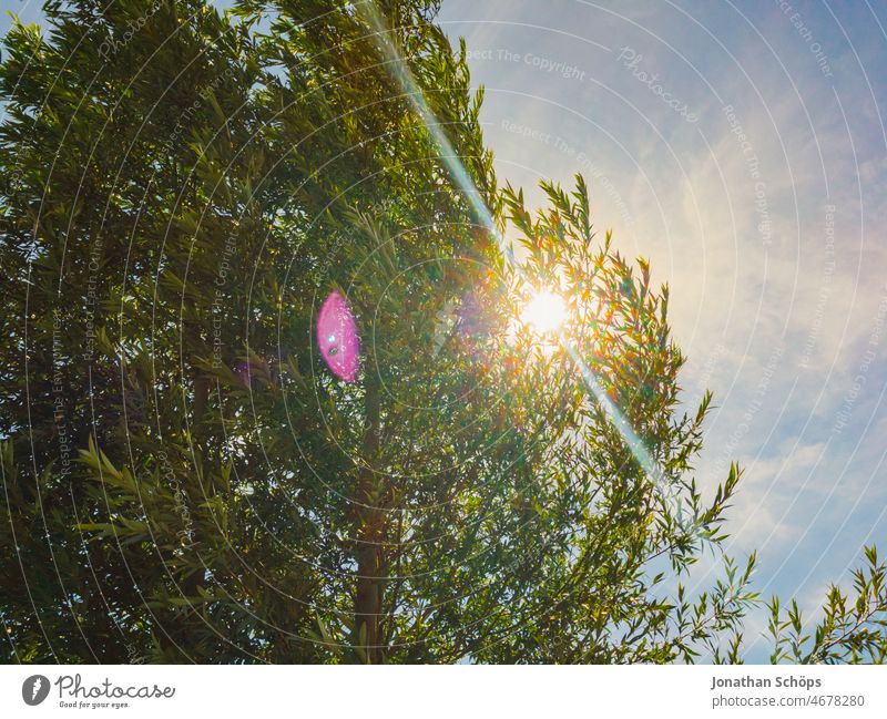Tree from frog perspective with backlight sun and flare Sun Back-light Summer Worm's-eye view Sky warm Summer vacation Summery Sunlight Colour photo