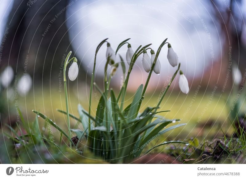 Snowdrops in the garden daylight Garden Day Grass leaves Blossom wax blossom early spring Spring Flowering plant Amarylldaceae Amaryllis Plant Nature Galanthus"
