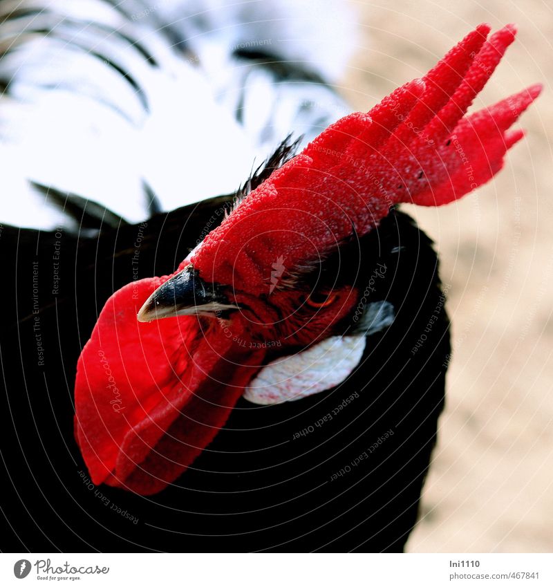 cockscomb Nature Animal Summer Beautiful weather Park Pet Rooster Comb Observe Esthetic Exceptional pretty Near naturally Blue Gray Red Black White Force