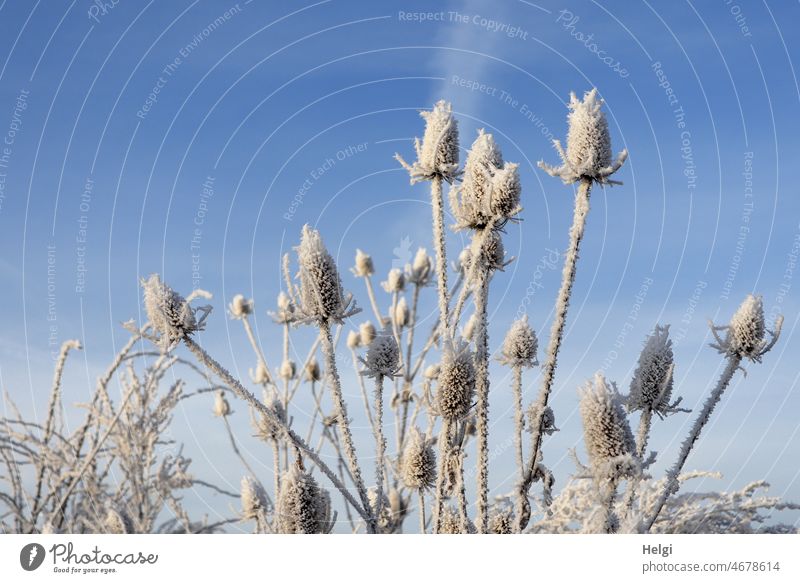 dried up seed heads of wild cardoon with hoarfrost against blue sky Plant seed stand Hoar frost Winter Winter morning ice crystals chill Frost Winter mood