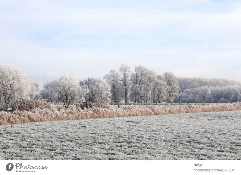 Winter landscape - willow, reed grass belt and trees covered with hoarfrost Winter morning Winter magic Hoar frost Willow tree Reed grass belt Sky Sunlight