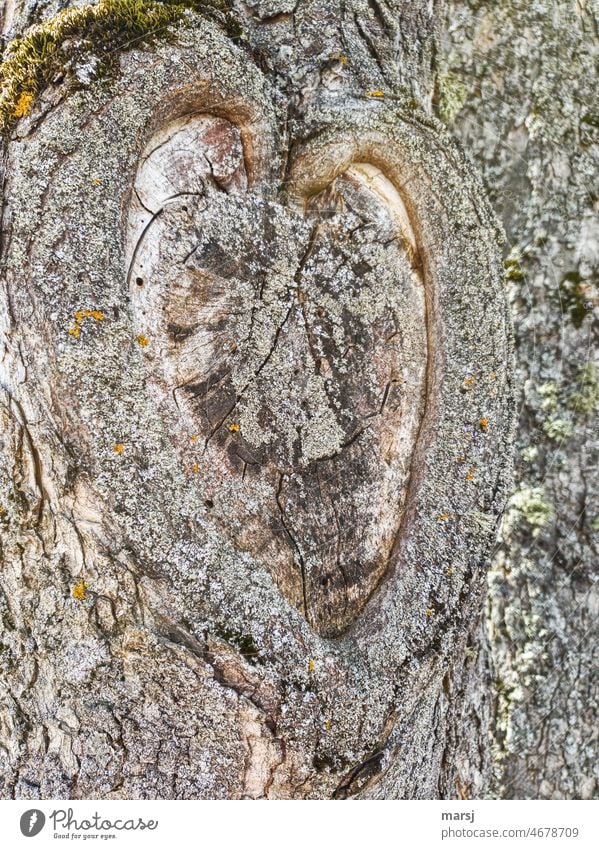From hearts. Scarred knot hole on a tree in the shape of a heart Heart Romance Harmonious Infatuation Love Sign Emotions Subdued colour Heart-shaped