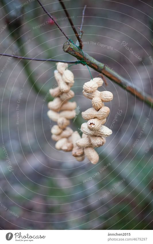 Peanuts are threaded on a wire as bird food and hang on a tree in the gardenInt Feed birds Feed the birds Winter Spring peanuts Feeding Bird Animal Colour photo