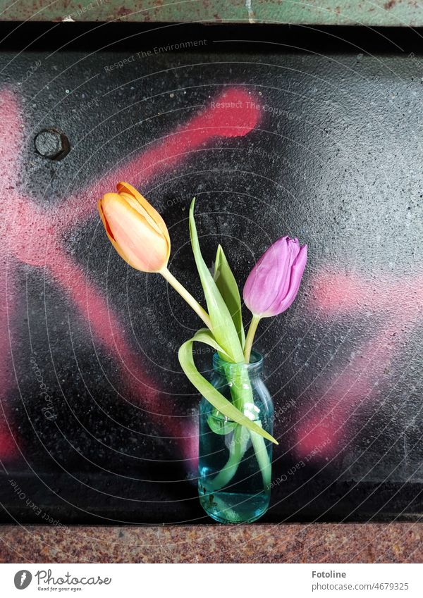 Contrasts meet. Tulips in a small vase in front of a metal plate sprayed with black and pink in a lost place. tulips Tulip blossom oranke Black Illuminate