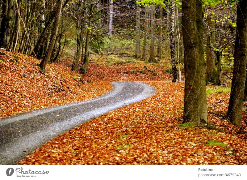 A gray path winds through the autumnal beech forest. To the right and left, the reddish foliage of the beech trees lines the path. Autumn Tree Nature Forest