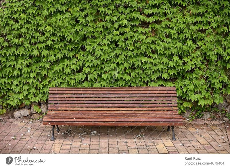 Lone wooden bench in park surrounded by ivy outdoor chair furniture horizontal outside relax relaxation rest seat foliage scene single sitting empty beauty