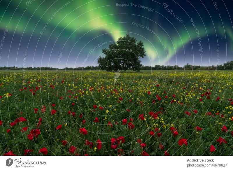 Green tree on blooming meadow in Norway at northern lights poppy flower aurora landscape nature wildflower scenery polar countryside scenic cloudless sky grassy