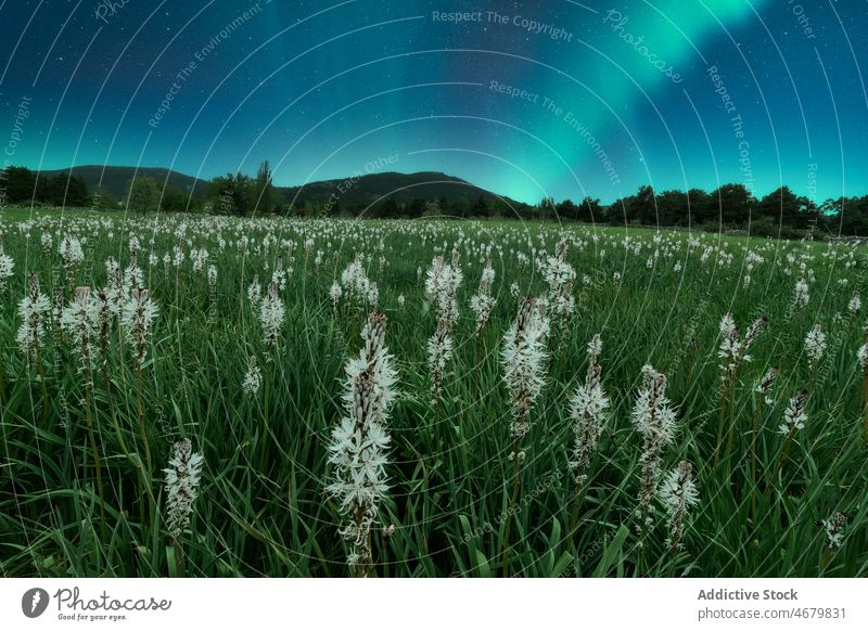 Polar lights over blooming meadow in mountainous valley landscape white asphodel flower nature aurora plant highland scenic lush atmosphere idyllic rocky