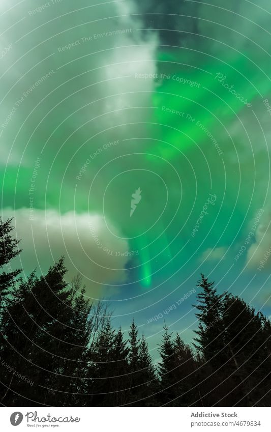 Polar lights above coniferous trees in Norway aurora borealis polar sky forest nature phenomenon silhouette northern picturesque wild atmosphere woods scenic