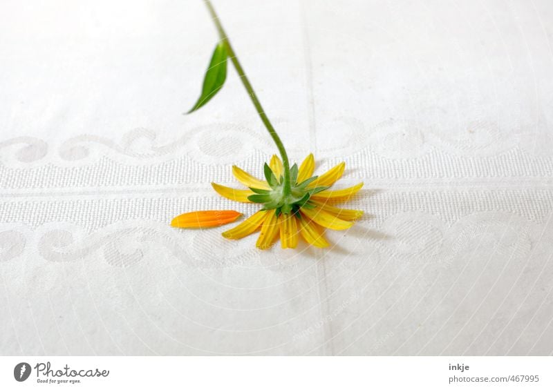 CONCLUSION WITH FUNNY Style Decoration Summer Flower Blossom Marguerite Blossom leave Tablecloth Lie Sadness Faded Broken Gloomy Under Yellow Green White