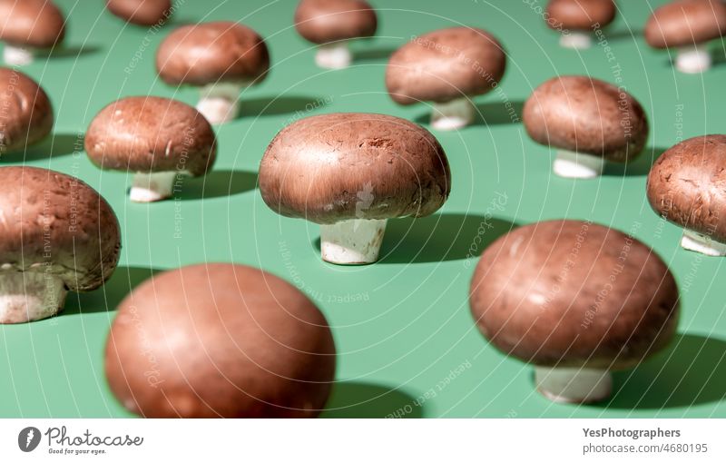 Raw champignon mushrooms aligned on a green background. abstract agriculture arranged autumn bright brown bunch close-up color concept cuisine edible food fresh