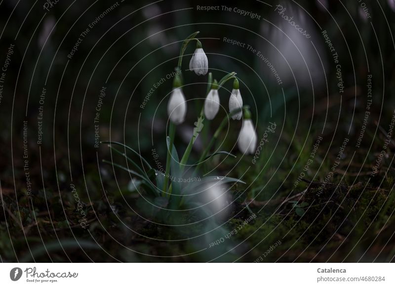 Snowdrop, Galanthus Nature Plant Amaryllis Amarylldaceae Flowering plant Spring early spring blossom wax Blossom leaves Grass Day Garden daylight White Green
