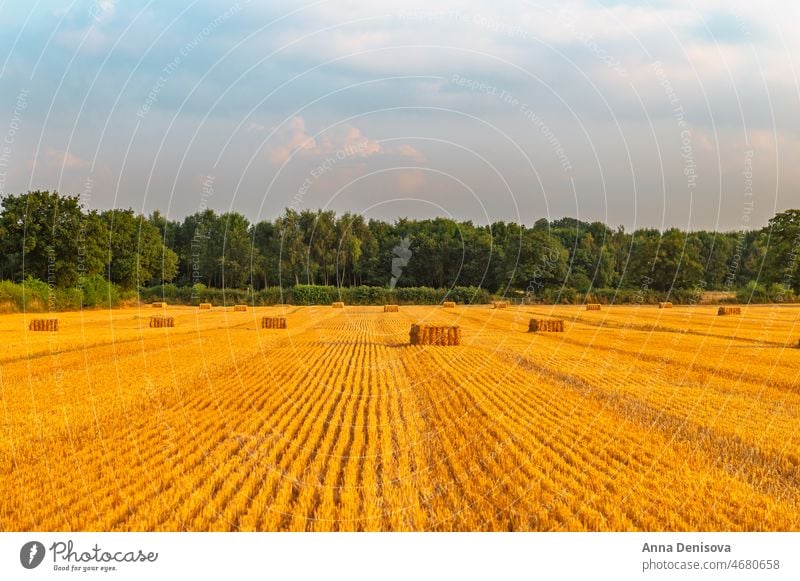 Golden wheat fields harvest harvesting hay rural crop agriculture farm farming wheat hay rye golden plant cereal countryside farmland yellow summer straw