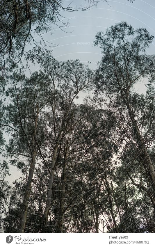 Eucalyptus trees against sky invasive species eucalyptus forest ivy dry nature landscape flora environment green outdoors wilderness rural scene tranquil