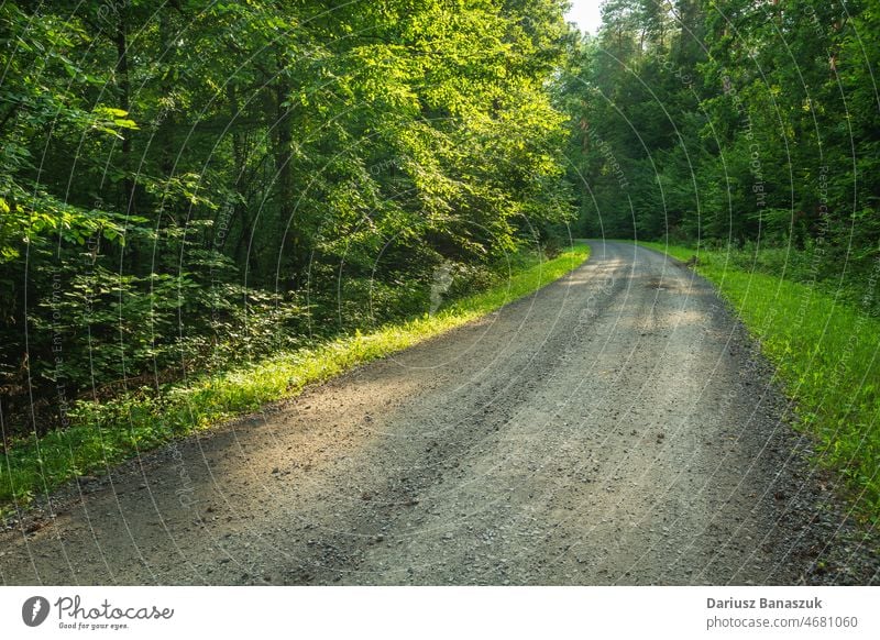 Gravel road in a green and dense forest gravel tree wood nature path landscape summer outdoor foliage background natural trail leaf environment travel way