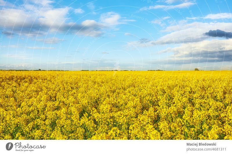 Field of rapeseed in blossom on a sunny day. nature field land canola horizon agriculture farm scenery flower rural Brassica napus crop outdoors sky yellow