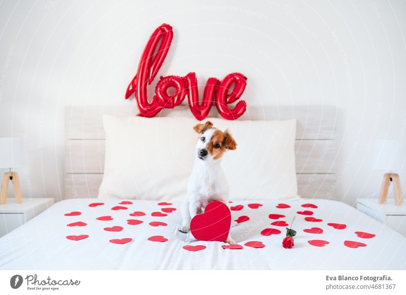 cute jack russell dog at home red love shape balloon, roses and hearts, romance Valentines concept valentines bed indoors adorable letter board small lovely