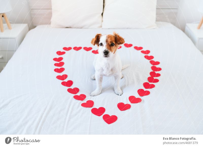 cute jack russell dog at home with red love roses and hearts, romance Valentines concept valentines balloon bed indoors adorable letter board small lovely doggy